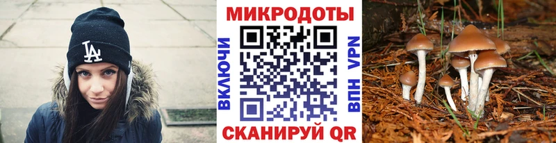 Псилоцибиновые грибы Psilocybe  Тихвин 